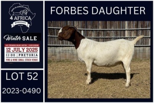 1 X BOER GOAT STUD DOE KARSTEN BOERDERY PTY LTD