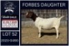 1 X BOER GOAT STUD DOE KARSTEN BOERDERY PTY LTD
