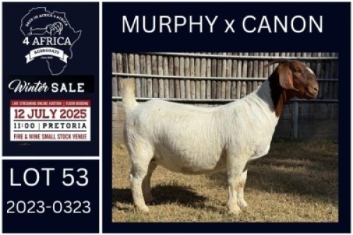 1 X BOER GOAT STUD DOE KARSTEN BOERDERY PTY LTD