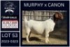 1 X BOER GOAT STUD DOE KARSTEN BOERDERY PTY LTD