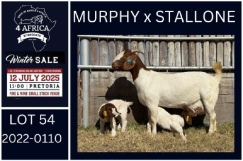 1 X BOER GOAT STUD DOE KARSTEN BOERDERY PTY LTD
