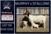 1 X BOER GOAT STUD DOE KARSTEN BOERDERY PTY LTD