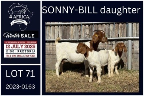 1 X BOER GOAT FLOCK DOE KARSTEN BOERDERY PTY LTD