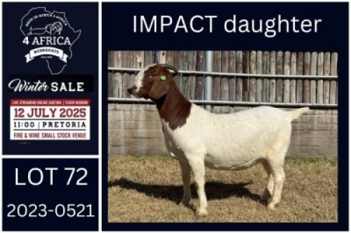 1 X BOER GOAT FLOCK DOE KARSTEN BOERDERY PTY LTD