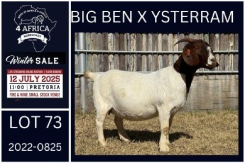 1 X BOER GOAT STUD DOE KARSTEN BOERDERY PTY LTD