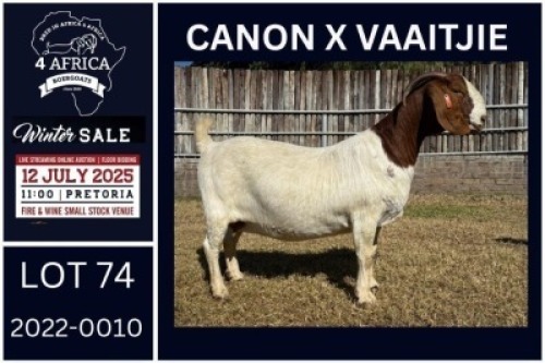 1 X BOER GOAT STUD DOE KARSTEN BOERDERY PTY LTD