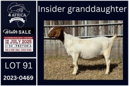 1 X BOER GOAT FLOCK ON COLOUR DOE KARSTEN BOERDERY PTY LTD