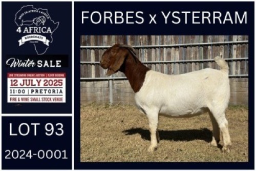 1 X BOER GOAT STUD DOE KARSTEN BOERDERY PTY LTD