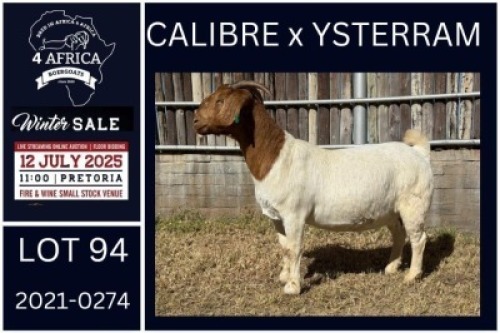 1 X BOER GOAT FLOCK DOE KARSTEN BOERDERY PTY LTD