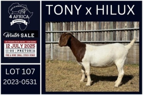 1 X BOER GOAT FLOCK DOE KARSTEN BOERDERY PTY LTD