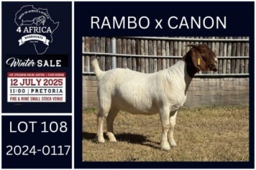 1 X BOER GOAT STUD DOE KARSTEN BOERDERY PTY LTD