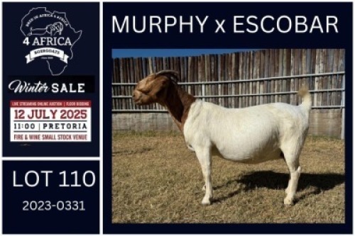 1 X BOER GOAT FLOCK DOE KARSTEN BOERDERY PTY LTD