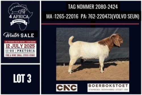 1 X BOER GOAT FLOCK ON COLOUR BUCK CNC Boerbok Stoed