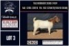 1 X BOER GOAT FLOCK ON COLOUR BUCK CNC Boerbok Stoed