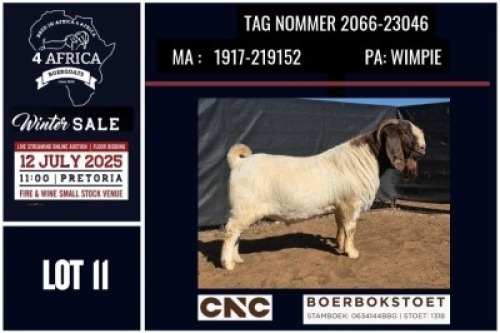1 X BOER GOAT FLOCK BUCK CNC Boerbok Stoed