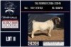 1 X BOER GOAT FLOCK BUCK CNC Boerbok Stoed