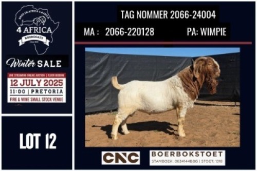 1 X BOER GOAT FLOCK BUCK CNC Boerbok Stoed