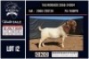 1 X BOER GOAT FLOCK BUCK CNC Boerbok Stoed