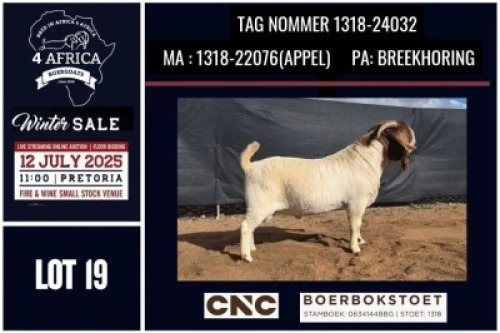 1 X BOER GOAT FLOCK ON COLOUR BUCK CNC Boerbok Stoed