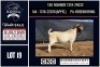 1 X BOER GOAT FLOCK ON COLOUR BUCK CNC Boerbok Stoed
