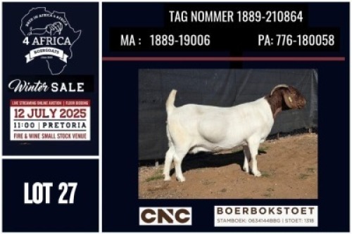 1 X BOER GOAT STUD DOE CNC Boerbok Stoed