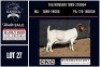 1 X BOER GOAT STUD DOE CNC Boerbok Stoed