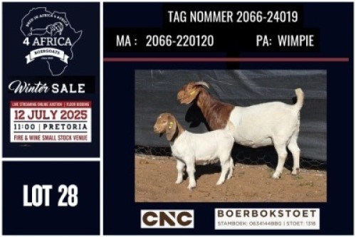 1+1 X BOER GOAT FLOCK ON COLOUR DOE CNC Boerbok Stoed
