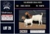 1+1 X BOER GOAT FLOCK ON COLOUR DOE CNC Boerbok Stoed