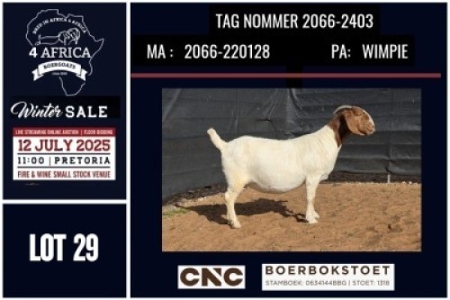 1 X BOER GOAT STUD DOE CNC Boerbok Stoed