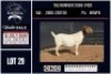 1 X BOER GOAT STUD DOE CNC Boerbok Stoed