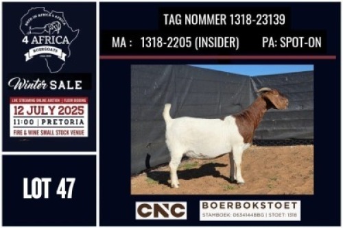 1 X BOER GOAT FLOCK ON COLOUR DOE CNC Boerbok Stoed