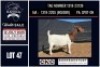 1 X BOER GOAT FLOCK ON COLOUR DOE CNC Boerbok Stoed