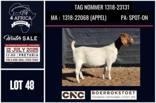 1 X BOER GOAT FLOCK ON COLOUR AND TEAT DOE CNC Boerbok Stoed