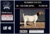 1 X BOER GOAT FLOCK ON COLOUR AND TEAT DOE CNC Boerbok Stoed