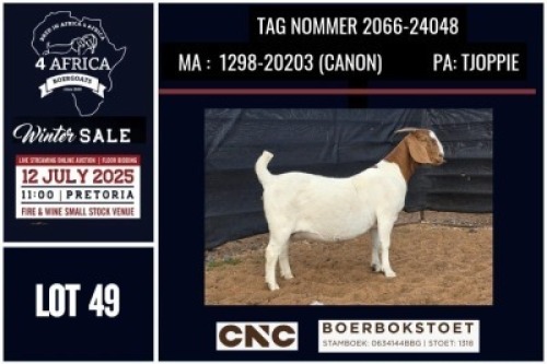 1 X BOER GOAT FLOCK DOE CNC Boerbok Stoed