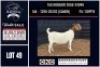 1 X BOER GOAT FLOCK DOE CNC Boerbok Stoed