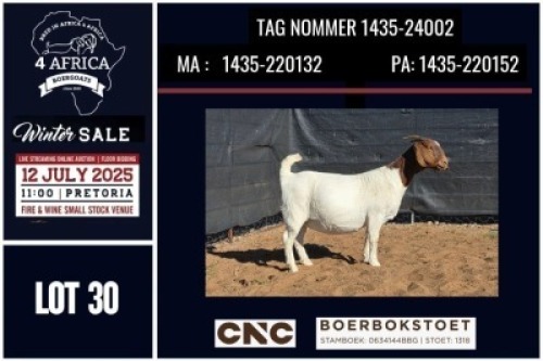1 X BOER GOAT FLOCK DOE CNC Boerbok Stoed