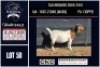 1 X BOER GOAT FLOCK ON COLOUR DOE CNC Boerbok Stoed