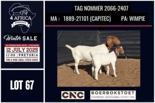 1+1 X BOER GOAT FLOCK ON COLOUR DOE CNC Boerbok Stoed