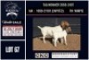 1+1 X BOER GOAT FLOCK ON COLOUR DOE CNC Boerbok Stoed