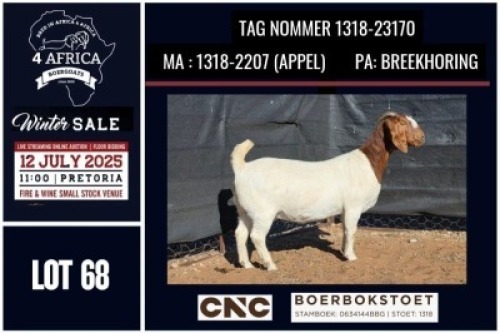 1 X BOER GOAT STUD DOE CNC Boerbok Stoed