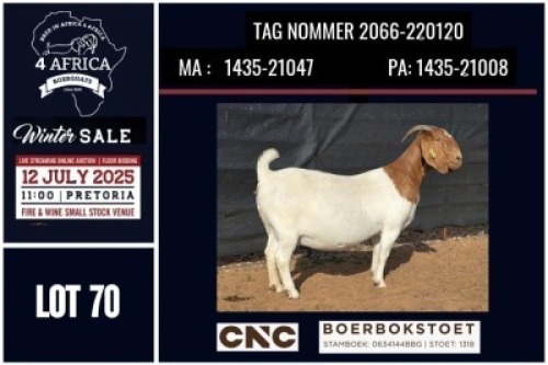 1 X BOER GOAT STUD DOE CNC Boerbok Stoed