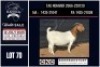 1 X BOER GOAT STUD DOE CNC Boerbok Stoed