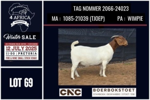 1 X BOER GOAT FLOCK ON COLOUR DOE CNC Boerbok Stoed