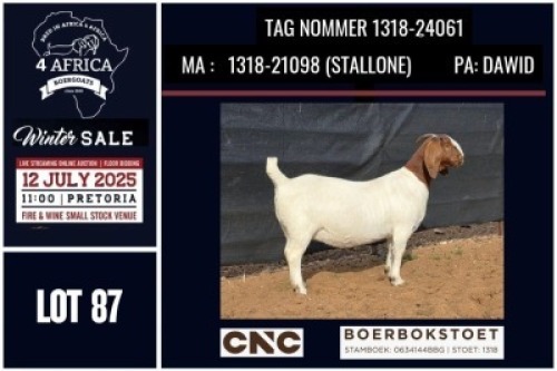 1 X BOER GOAT STUD DOE CNC Boerbok Stoed