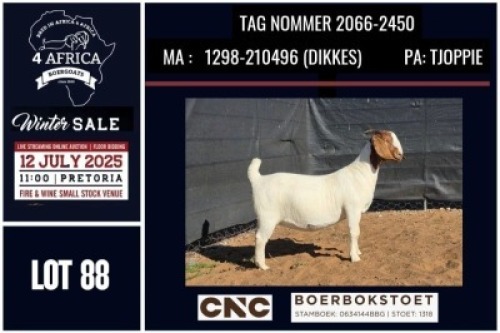 1 X BOER GOAT FLOCK DOE CNC Boerbok Stoed
