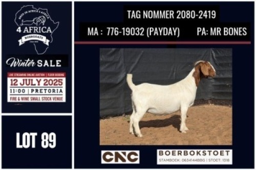 1 X BOER GOAT STUD DOE CNC Boerbok Stoed