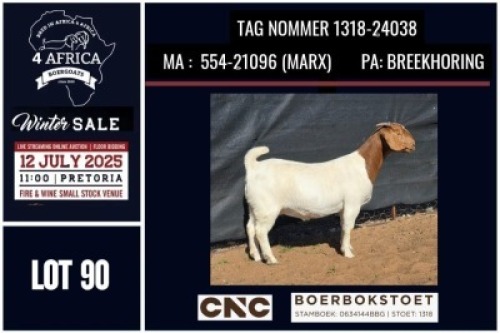 1 X BOER GOAT STUD DOE CNC Boerbok Stoed