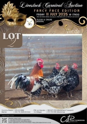 4 X CHICKEN ROOSTER & HEN MATHUBA GENETICS (Per animal to take the lot)