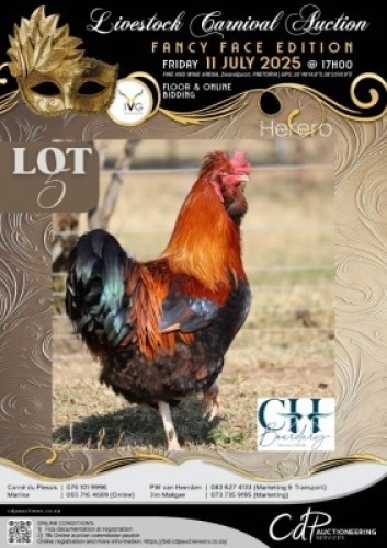 2 X CHICKEN ROOSTER & HEN CH BOERDERY (Per animal to take the lot)